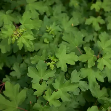 Hæk og hegn af Naur - Hjemmehørende og hårdfør